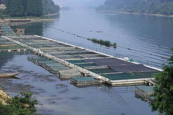 河虾怎么养才不会死?鸟基地博客为你分享河里的小虾米怎么养!