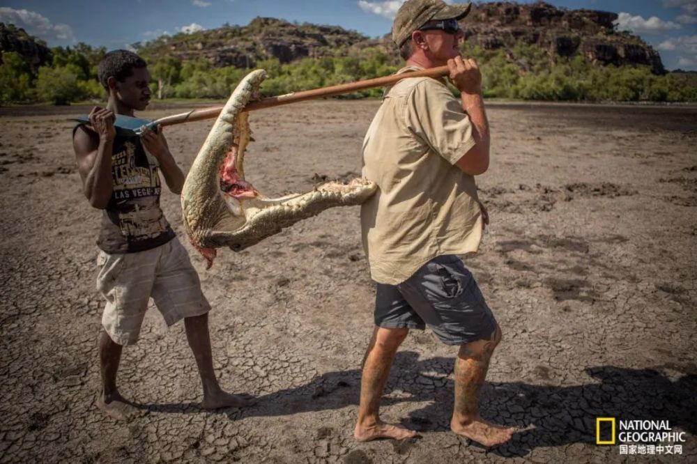 捕杀企图伤人的"问题鳄鱼".