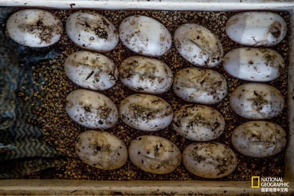 咸水鳄鱼卵整齐地装在冷却器中,准备用直升机运送到附近的鳄鱼养殖场