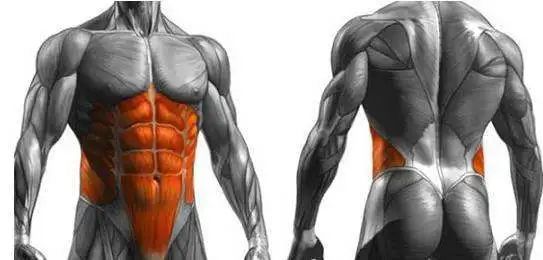 改头换脸的方式有很多,比如练好你的核心肌肉群|核心肌群|健身