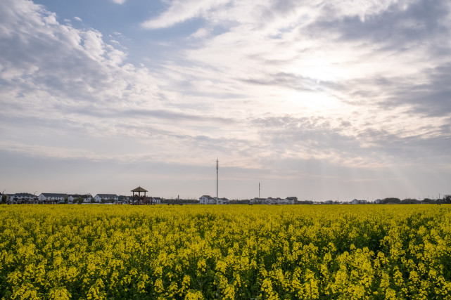 阳春三月,苏州相城望亭镇北太湖旅游风景区的千亩油菜花海进入盛花期.