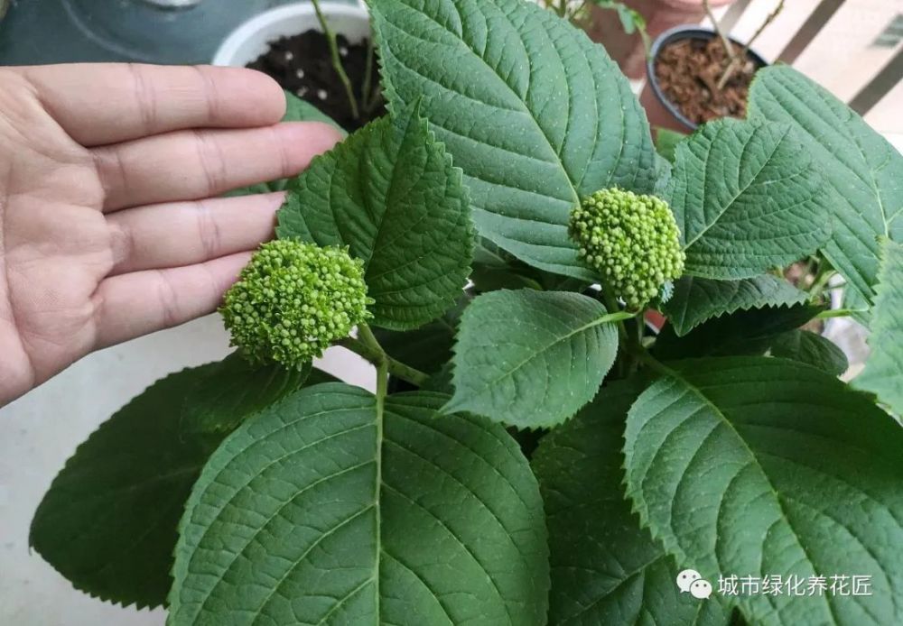 繡球花在花苞期的養護技巧,繡球花見到花苞到開花需要多久時間?