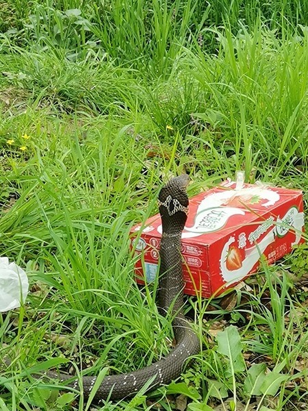 江西一男子徒手抓眼镜蛇网上兜售警方快速破案