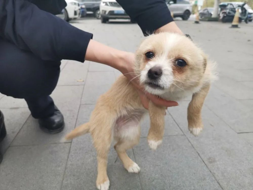 萌宠来袭临安区犬管办推出流浪犬领养活动