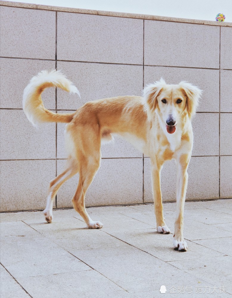 狗中的模特身材,不是饿瘦的金毛,是哮天犬的原型中国细犬_腾讯新闻