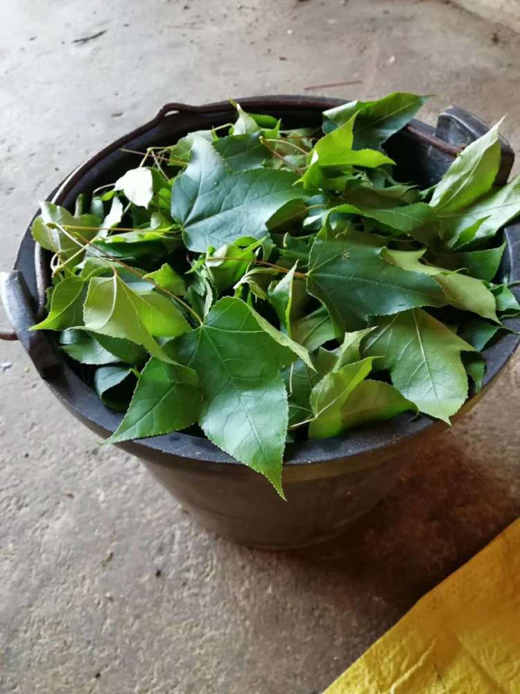 三月三南宁人喜欢吃的黑色糯米饭原来是枫叶染出来的_腾讯新闻