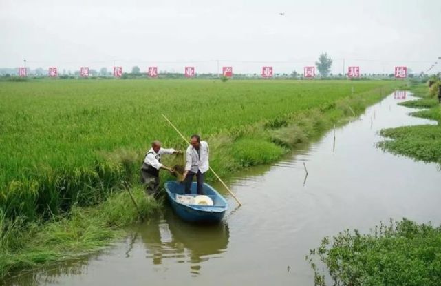 湖北小龍蝦養殖戶:隔離兩個月,價格跌一半,千畝小龍蝦發愁賣