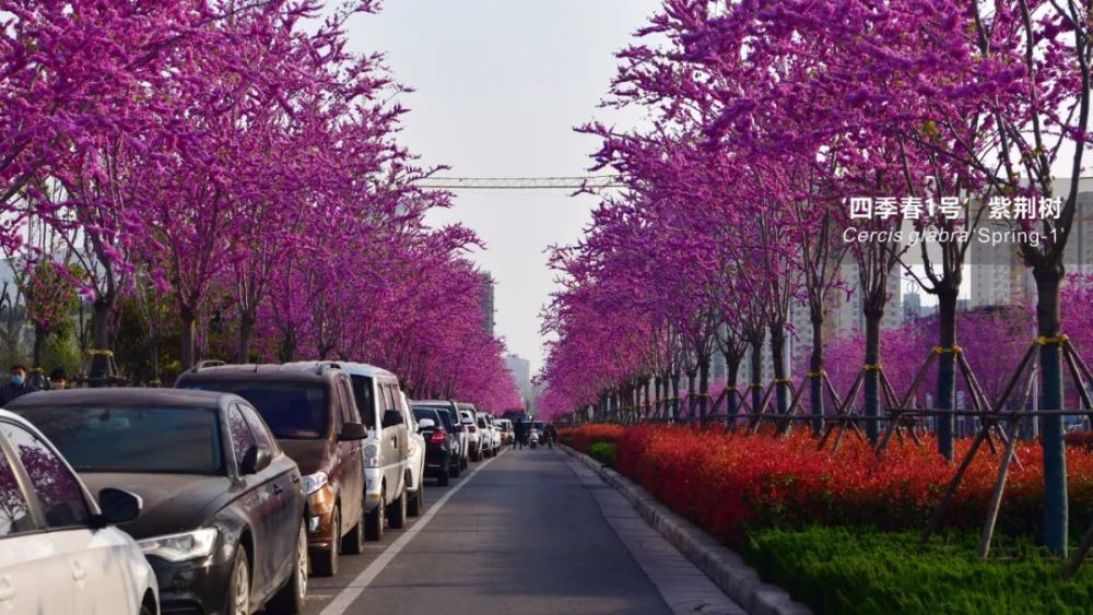 栽完 四季春1号 紫荆树 甲方居然后悔了 腾讯新闻