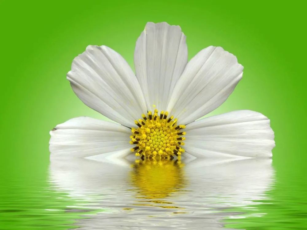 谭咏麟 水中花 腾讯新闻