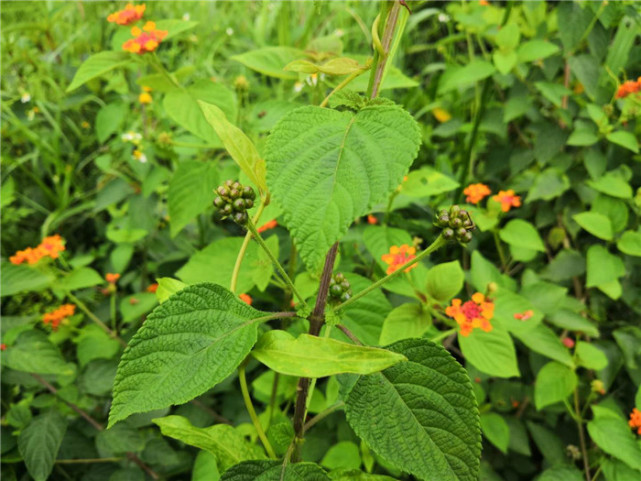 儿时爱摘花的"臭草",农民见到就除掉,如今却被大量种植