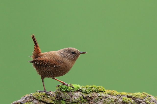 鹪鹩鸟怎么饲养?
