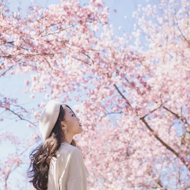 北台湾赏花地图六大绝美花海和口罩说再见 北台湾 樱花 北投 山谷 竹子湖