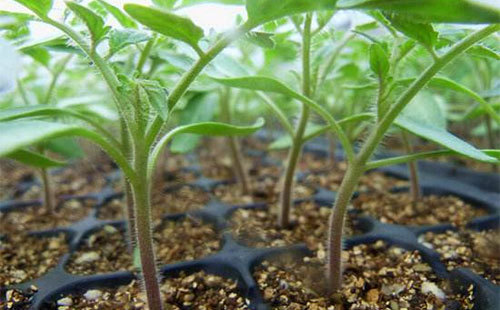 定植密度早春茬:每亩定植2500株左右,株距35cm,小行距50cm,大行距880
