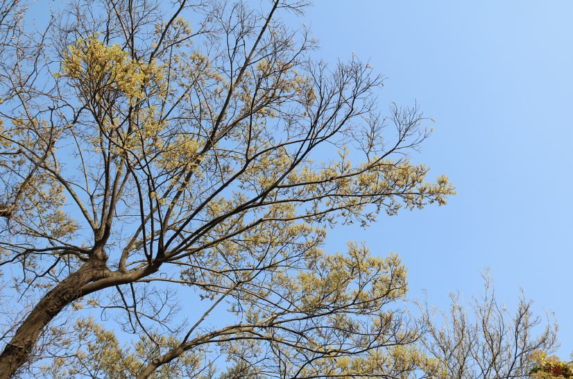 各大公園綠地楓楊pterocarya stenoptera胡桃科楓楊屬落葉喬木,花期3