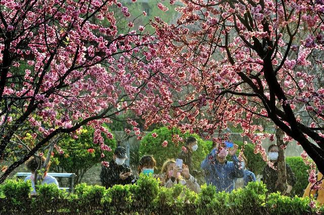 【云上赏春】春风拂面 春色满园