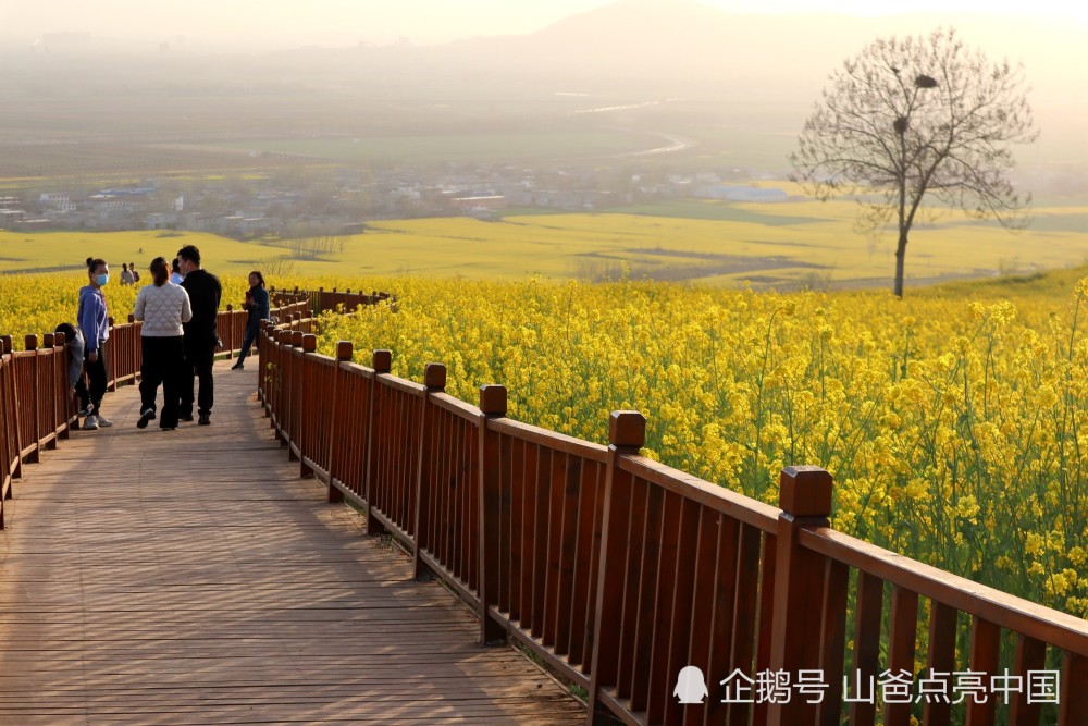 半推半就河南許昌的首山油菜花節現在成了這樣