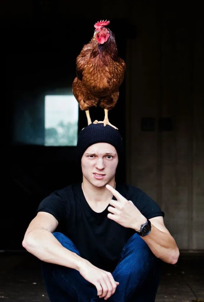 惨荷兰弟被造谣感染病毒然而本人只是想买只鸡