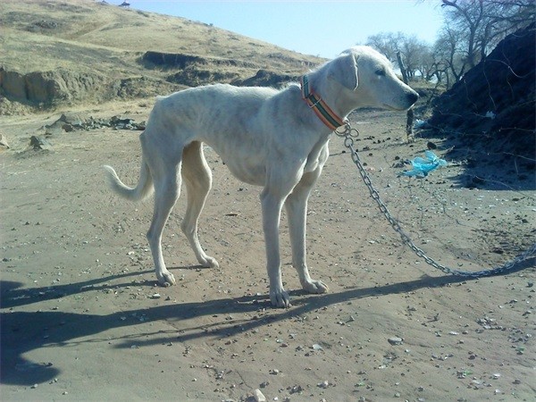哮天犬到底是哪个品种中华田园犬吗