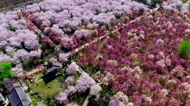 许昌最美樱花园粉色怒放再不看可就来不及啦