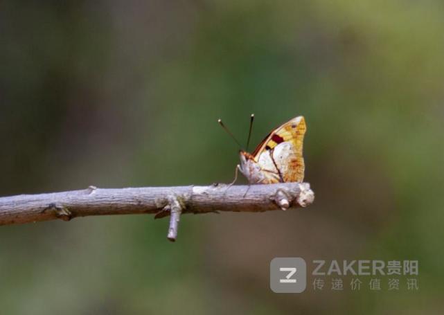 贵州发现中国珍稀蝴蝶明窗蛱蝶