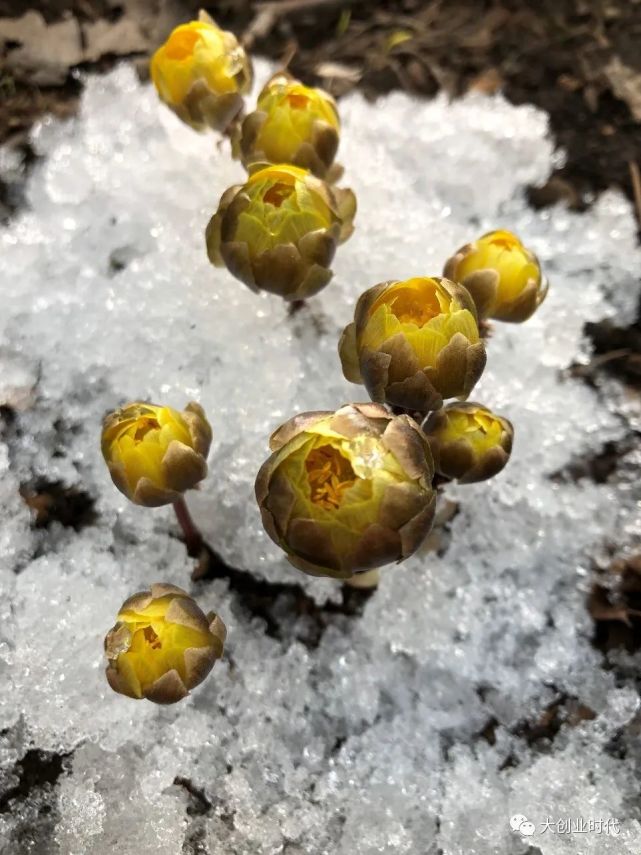又见面了,冰凌花!