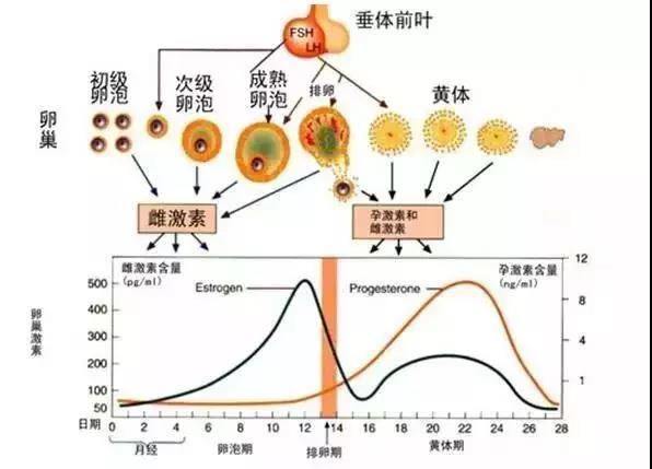 (圖:月經週期激素變化和卵泡發育)