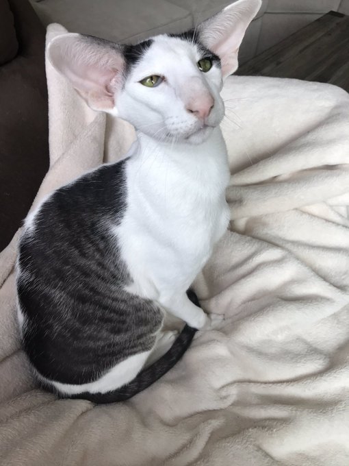 评论区贴满了各种猫咪的照片,除了萌照,还有各种搞笑的照片,肥猫,瘦猫