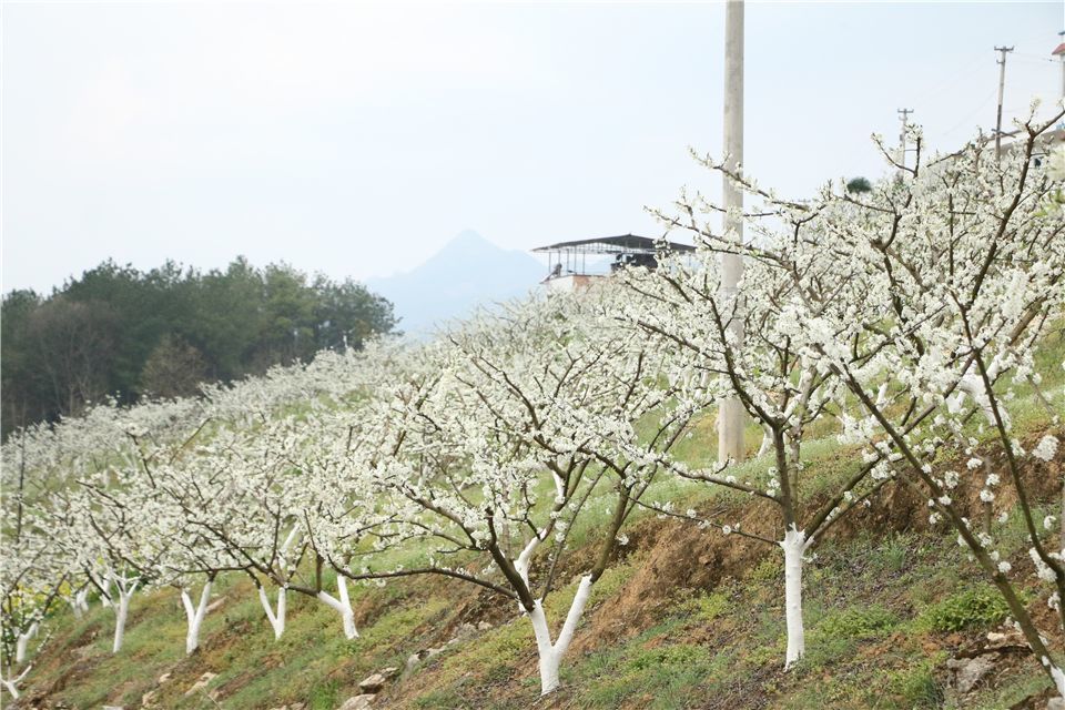 奉节竹园镇4000余亩李花竞相开放 让人如痴如醉
