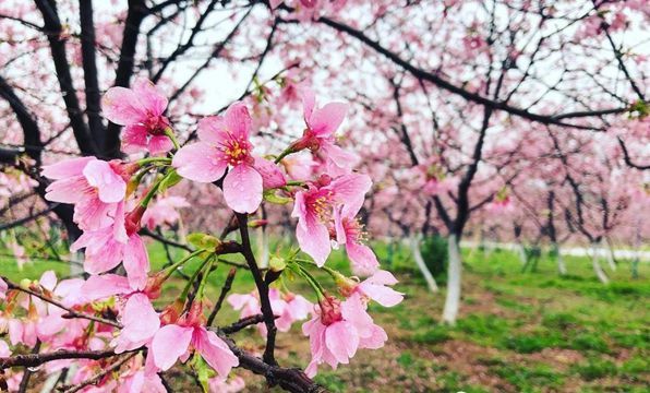 賞花地點:從化天適櫻花園,華南農業大學,二沙島,帽峰山景區,寶墨園