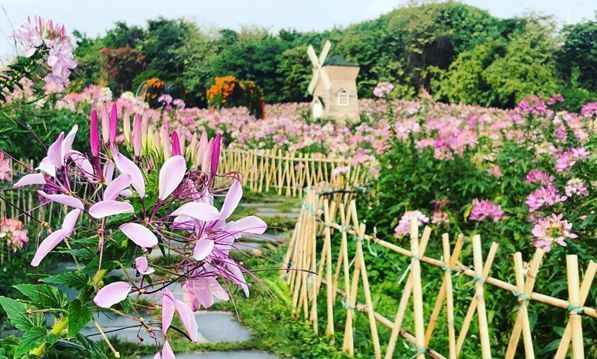 賞花地點:海珠溼地公園,二沙島,海心沙