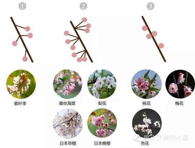 走 出去赏花 不过先分清楚桃李梅杏樱 樱花 紫叶李 杏花