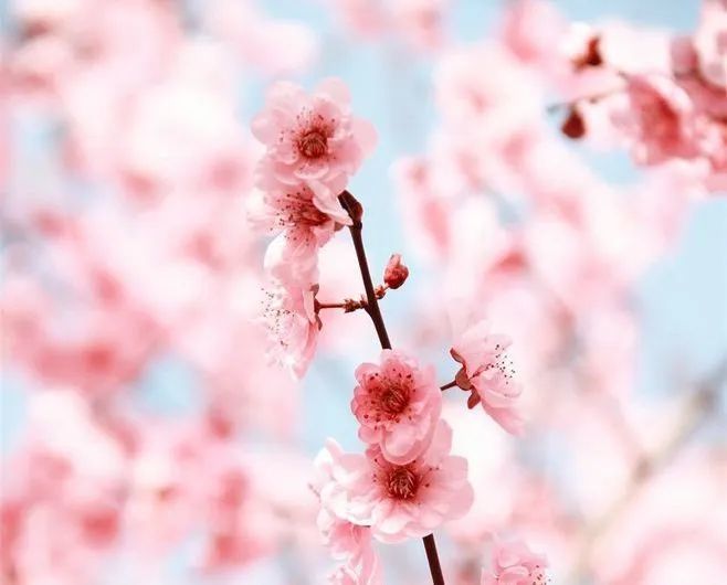 人们为啥总拿桃花来代指姻缘?