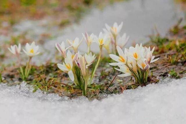 南极冰川融化,北极甲烷爆发,珠峰长出绿色植被,地球到底怎么了?