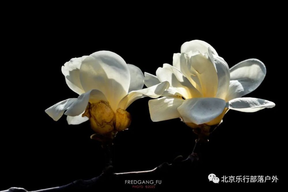 玉蘭花為上海市市花,也為連雲港市花,東莞市市花,潮州市市花,夏邑縣縣