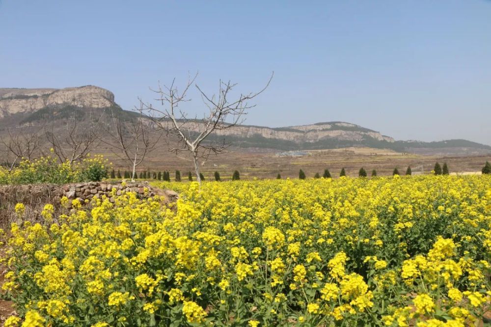 双泉"云"赏春——万亩油菜花海中漫步,邂逅双泉的春暖花开
