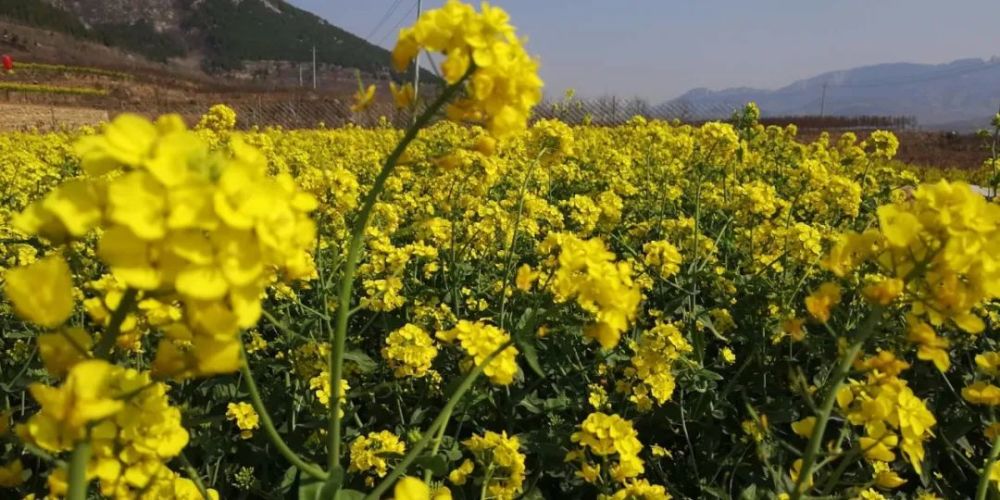 双泉"云"赏春——万亩油菜花海中漫步,邂逅双泉的春暖花开