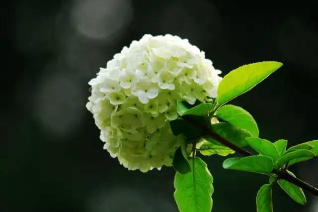 瓊花綻放!崑山的市花原來這麼美