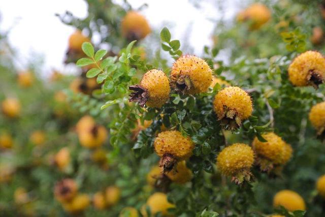 刺梨儿对消除疲劳,改善睡眠,增添活力,消除色斑美容强壮身体等一些