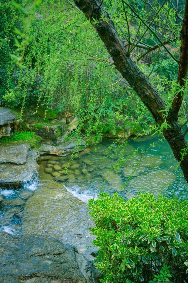 醉美岳麓之 "山"篇:在林间找寻春的足迹