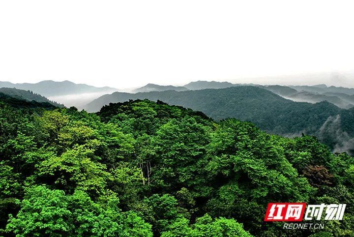 桑植原始森林八大公山的秘密 腾讯新闻