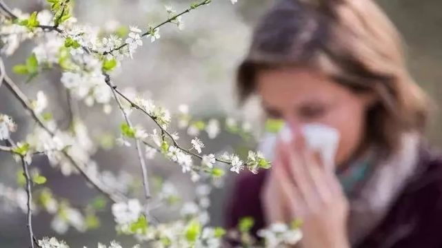 春季 花粉症 防治四大原则