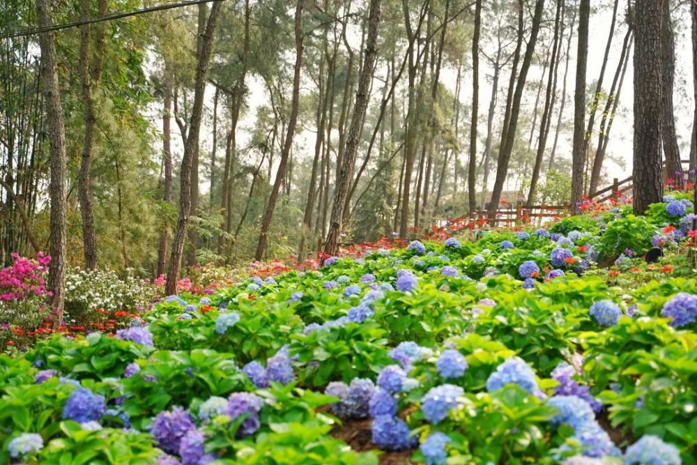 约起吗涪陵北山公园2万余株绣球进入最佳观赏期
