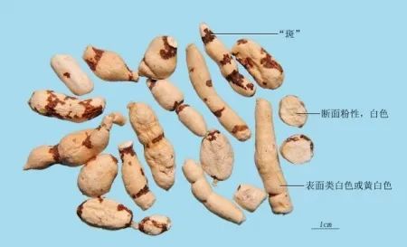 连载【中药每日一学】泻下药：甘遂