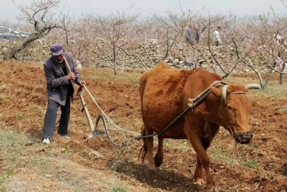 西江月61浓墨泼尽再续章文/李百刚黄土原野人家,米粥随烟溢香.