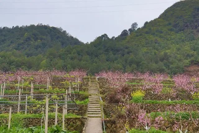 醉美桃花季 花香溢肆意 腾讯新闻