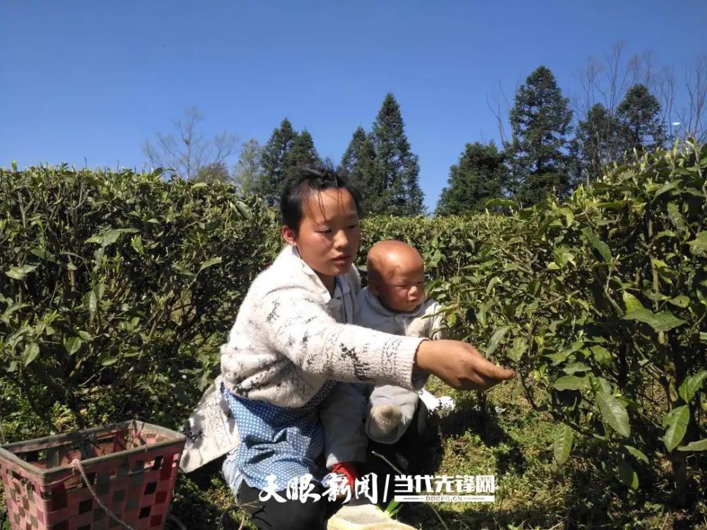 据了解,姑开乡结合自身实际,大力发展高山生态有机茶,现有茶园14500亩