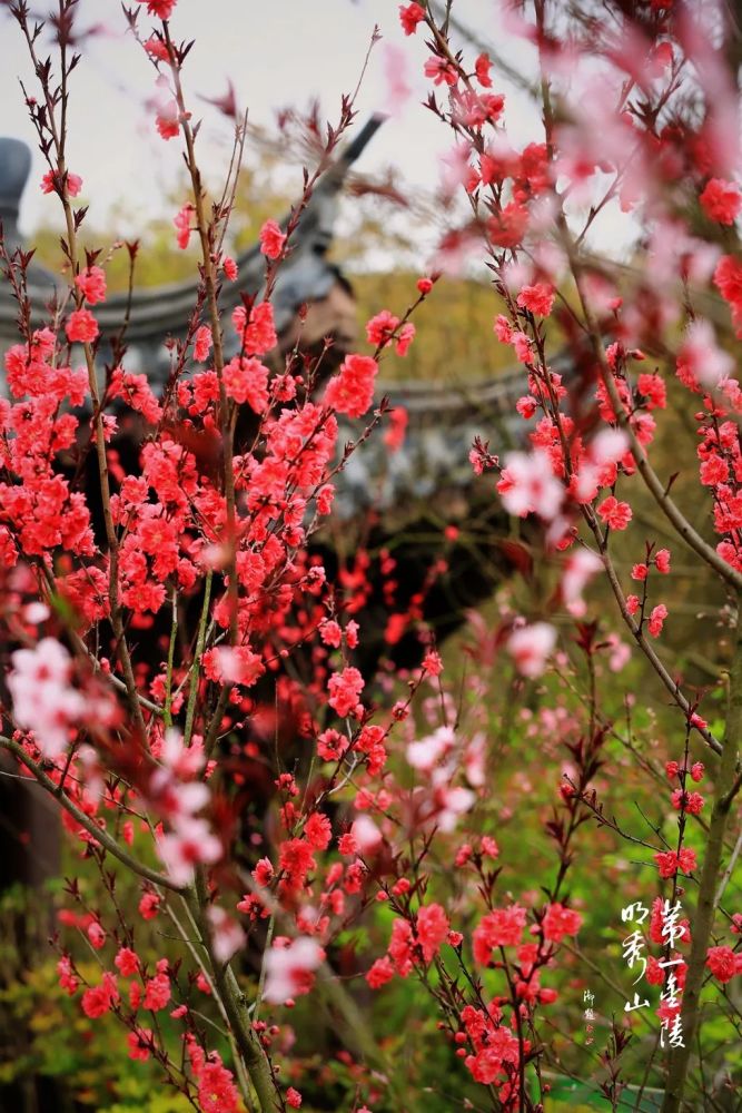 人间三月正芳菲山寺桃花始盛开栖霞山桃花逐步进入盛花期啦