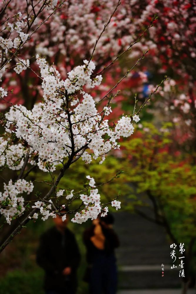 人间三月正芳菲山寺桃花始盛开栖霞山桃花逐步进入盛花期啦