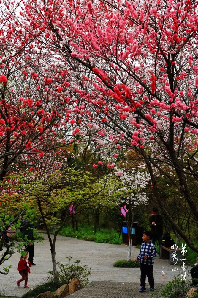 人间三月正芳菲山寺桃花始盛开栖霞山桃花逐步进入盛花期啦