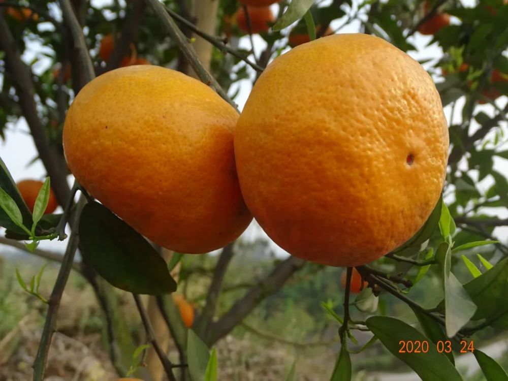 天宫山的橘子红了甜了